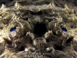 C R O C O D I L E 
Crocodile Flathead by Lilian Koh 